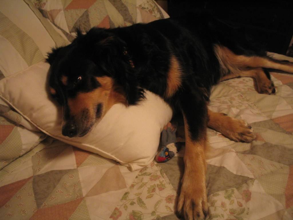 Chappy Relaxing