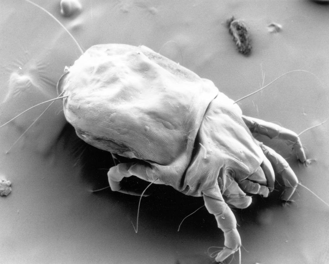 Dust Mite Treatment