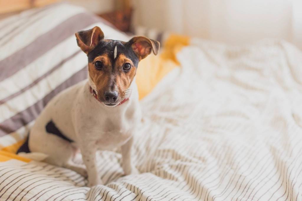 Free cute dog sitting bed