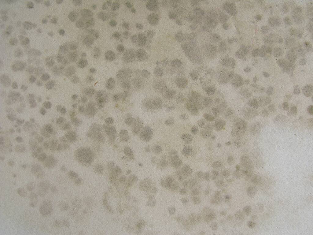 Mattress Mould Treatment